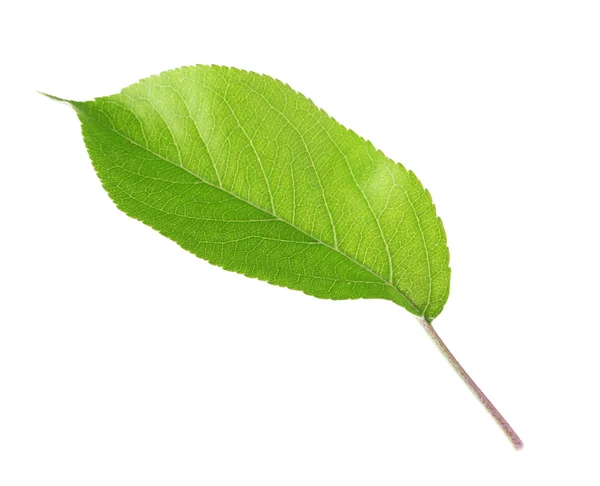 Frisches grünes Blatt — Stockfoto