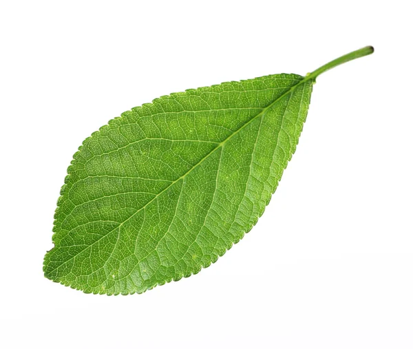 Hoja verde fresca — Foto de Stock