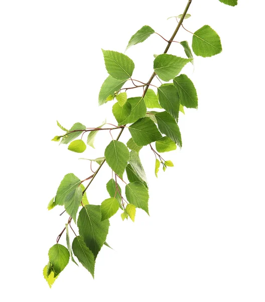 Branch of green leaves — Stock Photo, Image