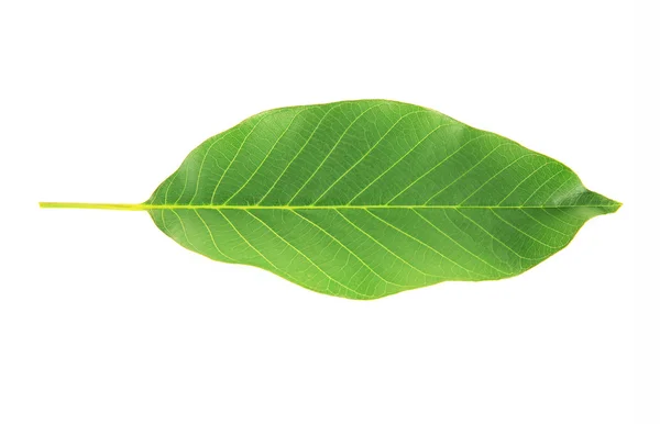 Färska gröna blad — Stockfoto