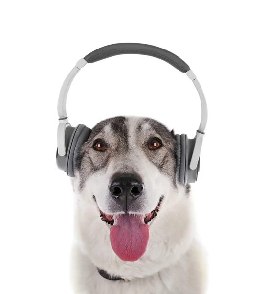 ヘッドフォンで面白い犬 — ストック写真