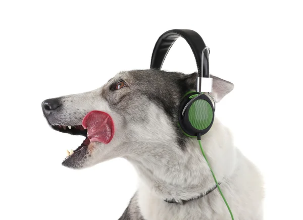 Perro divertido en los auriculares —  Fotos de Stock