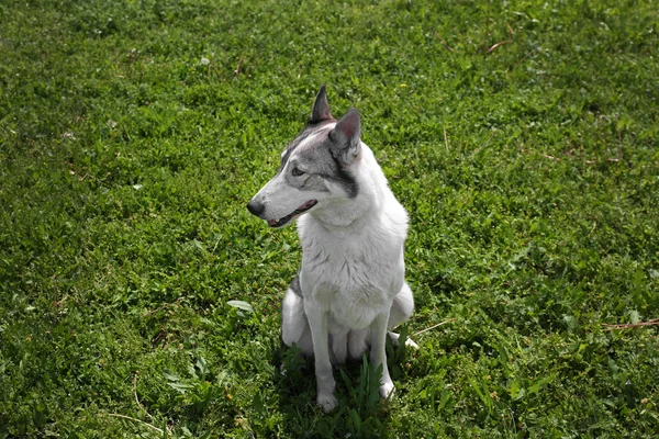 Perro jugando en la hierba —  Fotos de Stock