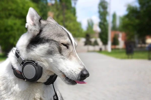 Dog in headphones in park — Stock Photo, Image