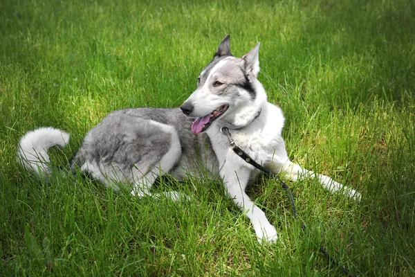 Hund på grönt gräs — Stockfoto