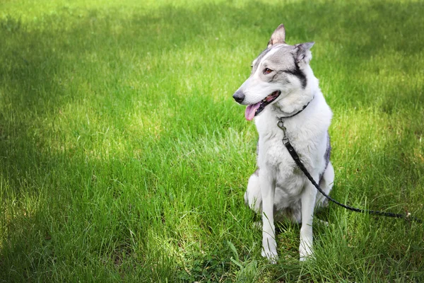 Perro sobre hierba verde —  Fotos de Stock
