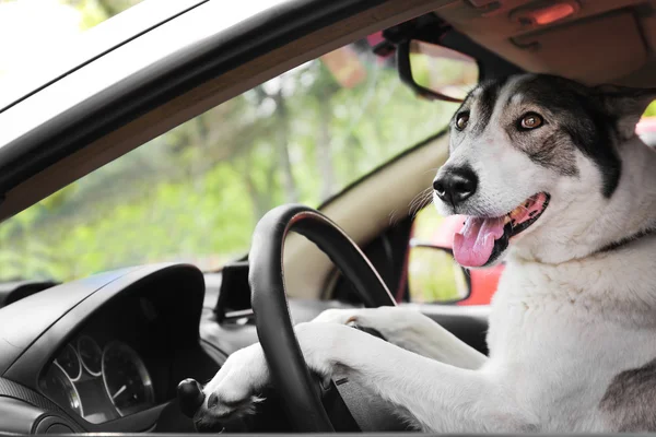 Söt hund i bil — Stockfoto