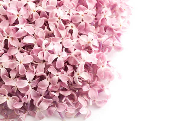 Beautiful pink lilac — Stock Photo, Image