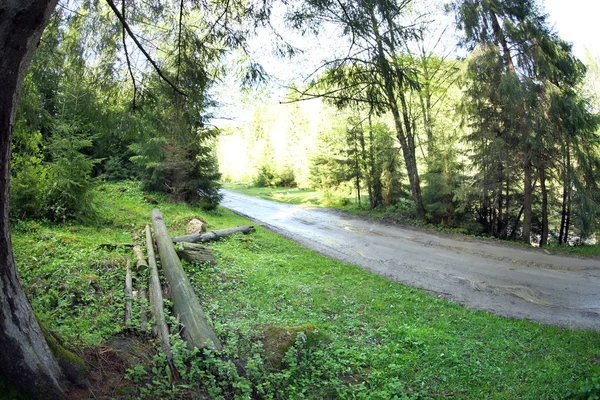 Caminho na floresta de montanha — Fotografia de Stock