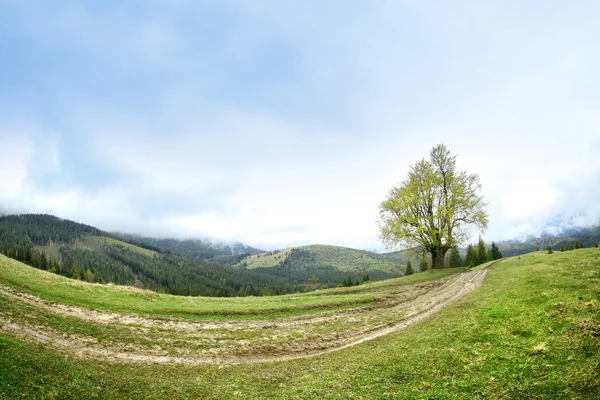 Letní lesa, na svazích — Stock fotografie