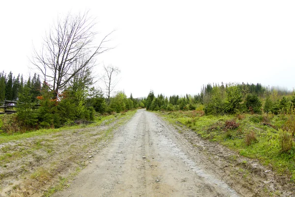 Pathway in mountain forest — Stock Photo, Image