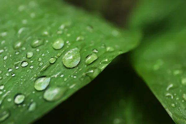 Foglia verde con gocce d'acqua — Foto Stock