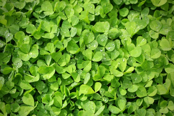 Background with clover leaves — Stock Photo, Image