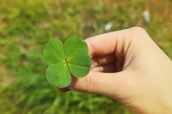 Hand met clover leaf — Stockfoto