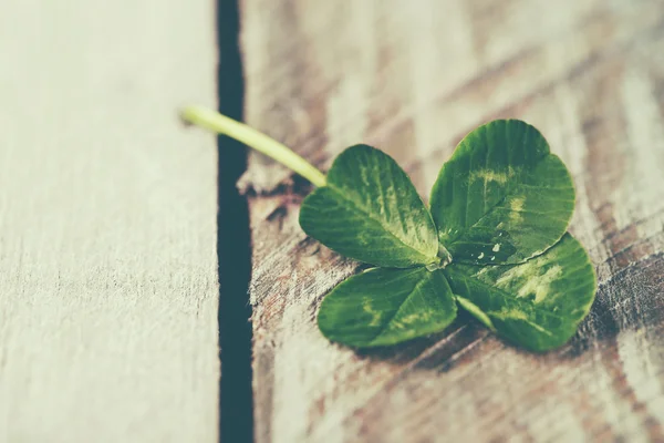 Gröna klöver blad — Stockfoto