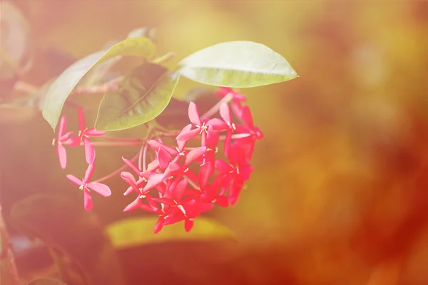 Vackra blommor i trädgården — Stockfoto