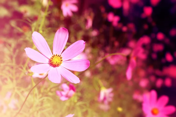 Vackra cosmos blomma — Stockfoto