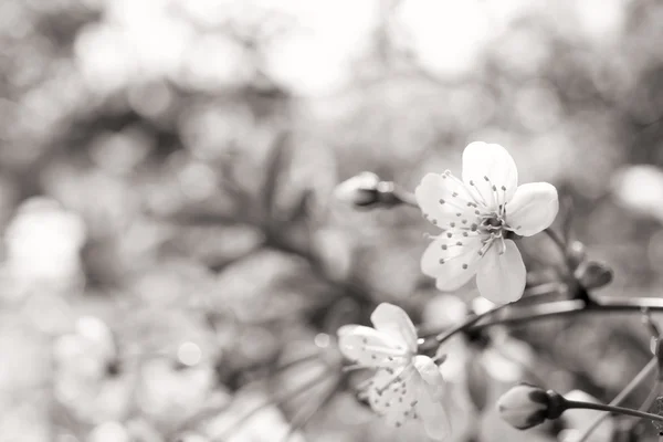 ツリーの春の花 — ストック写真