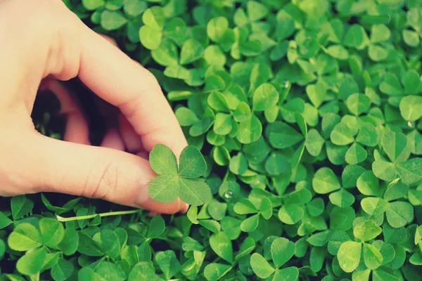 Hand som håller clover blad — Stockfoto