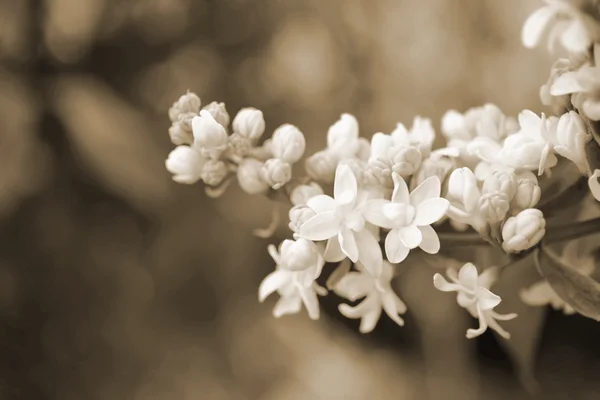 Fleurs printanières sur arbre — Photo