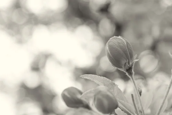 Spring flowers on tree — Stock Photo, Image