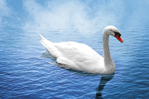 Bellissimo cigno bianco — Foto Stock