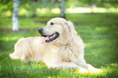Büyük tür köpek park