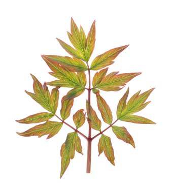 yeşil yapraklar izole 