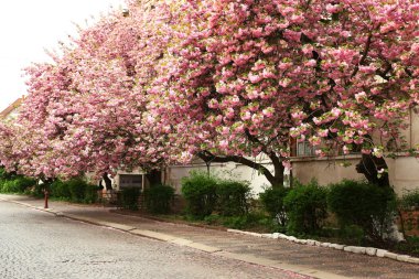 Çiçek açması pembe sakura ağaçlar