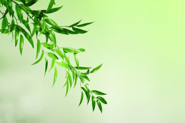 Yeşil yapraklı ağaç dalı