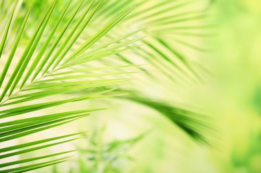 yeşil yapraklar arkaplan