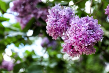 Bahçe içinde güzel leylak