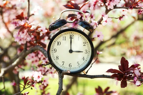 Reloj despertador en ramas de primavera —  Fotos de Stock