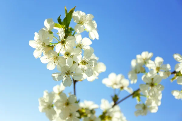 Florecientes ramas de primavera —  Fotos de Stock