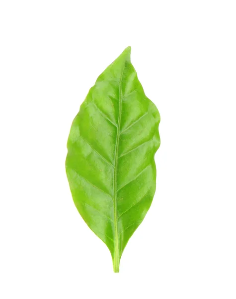 Зеленый лист, изолированный — стоковое фото
