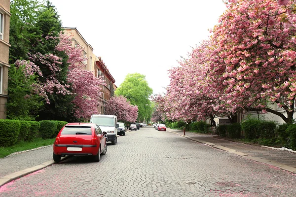 Blossoming pink sakura trees — Stock Photo, Image