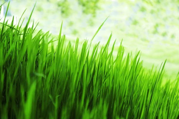 Kolorowy trawa zielony — Zdjęcie stockowe