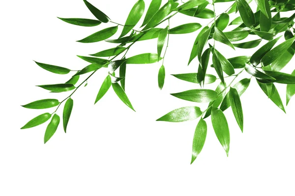 Ramură de copac cu frunze verzi — Fotografie, imagine de stoc