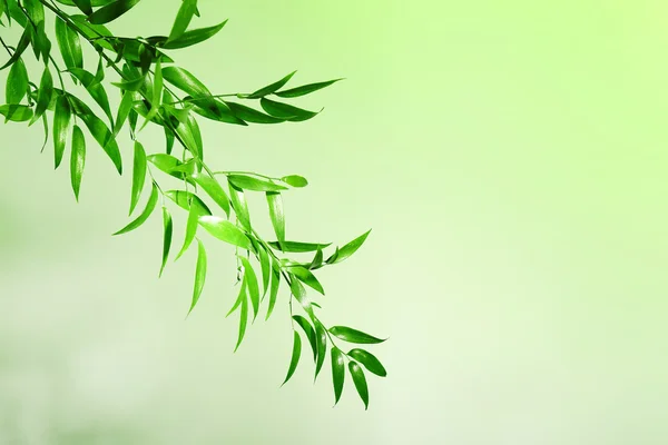 Trädgren med gröna blad — Stockfoto