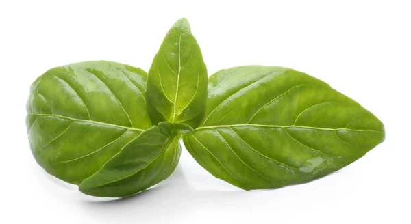 Fresh Basil leaves — Stock Photo, Image