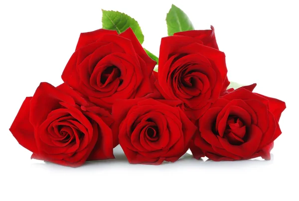 Cinque rose rosse su bianco — Foto Stock