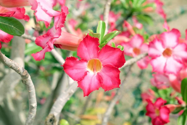 Hermosas flores rosadas — Foto de Stock