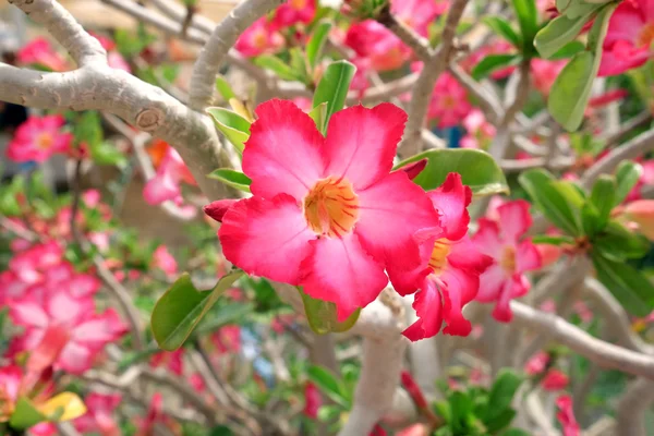 Krásné růžové květy — Stock fotografie