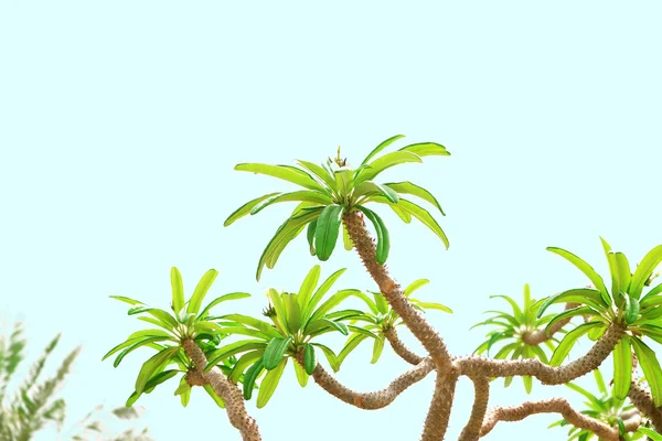 Folhas de palma no céu azul — Fotografia de Stock