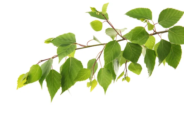 Branch of green leaves — Stock Photo, Image