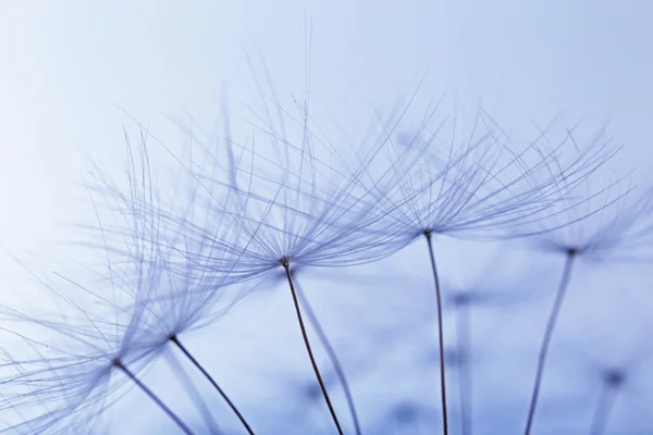 Tenero fiore di dente di leone — Foto Stock