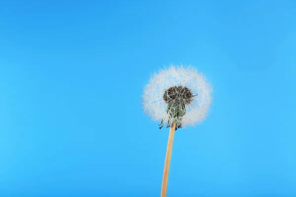 Flor de dente-de-leão macia — Fotografia de Stock