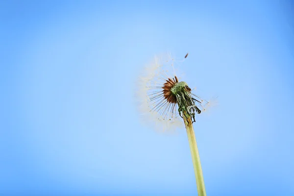 Flauschige Löwenzahnblüte — Stockfoto