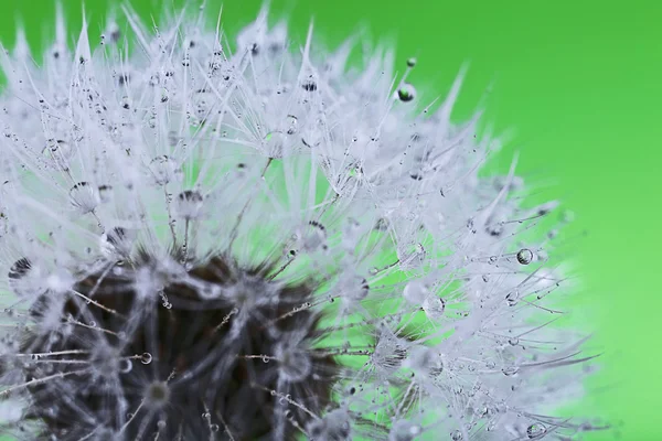 Dandelion seed head — Stock Photo, Image