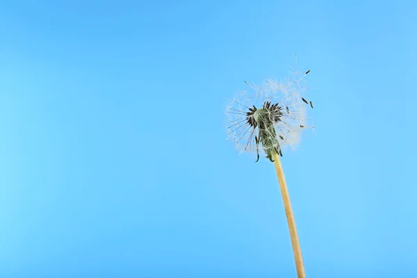 Fluffy Dandelion flower — Stock Photo, Image